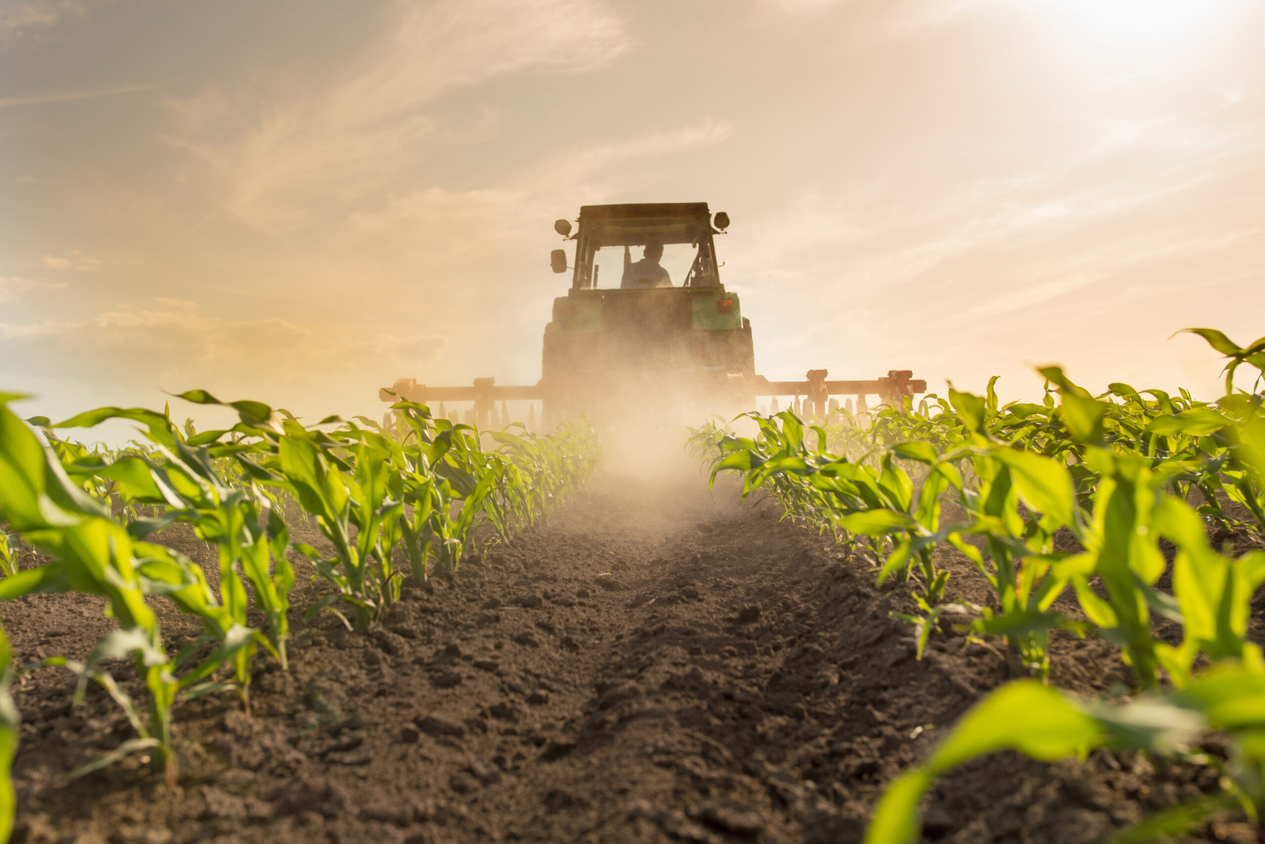 Wide angle of tractor with plowing equipment in corn field in spring time