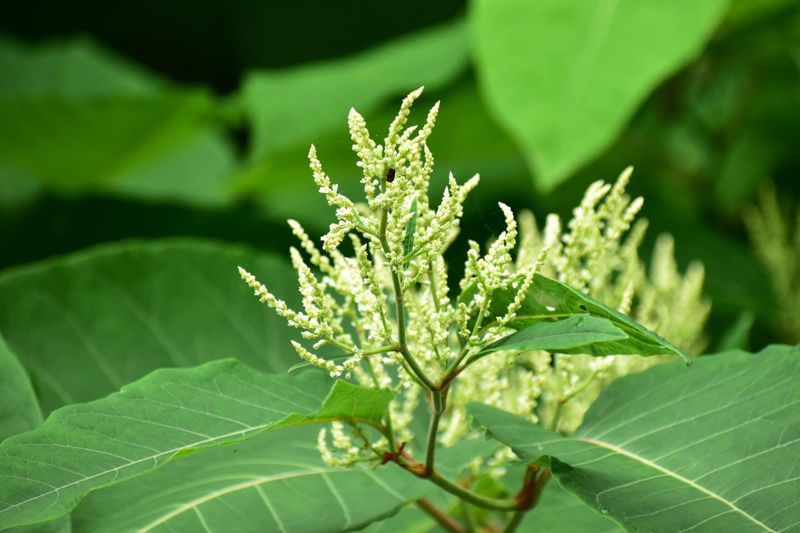 Flower growing with leaves around